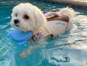 flotador para perro